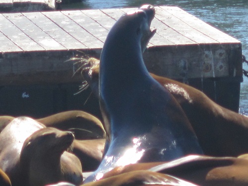 Sea lions, Pier 39, San Francisco