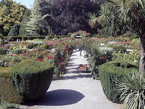 Christchurch Botanic Gardens, New Zealand, Rose Garden
