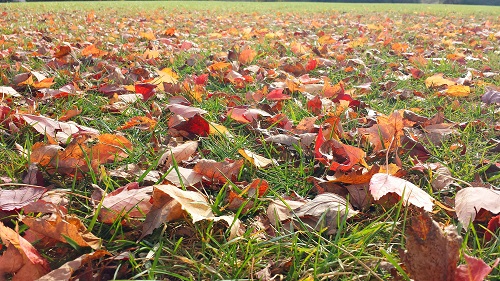 Michigan, fall leaves, Autumn
