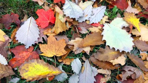 Findlay, Ohio, Autumn Colors