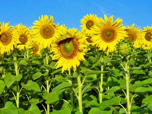 Pure Michigan sunflowers, Ann Arbor summer time