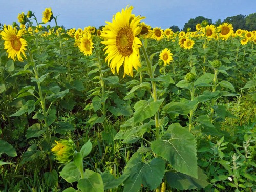 Michigan sunflower garden - Fowlerville - Munsell Farms