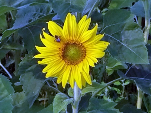Michigan sunflower beauty