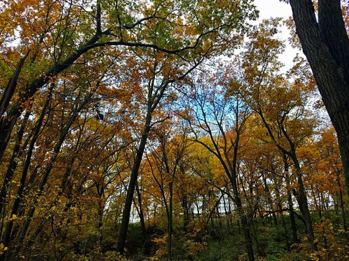 Ann Arbor Fall, Nichols Arboretum, Michigan