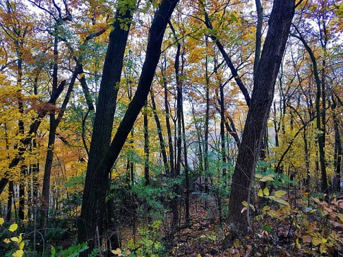 Ann Arbor Fall colors, Nichols Arboretum, Michigan