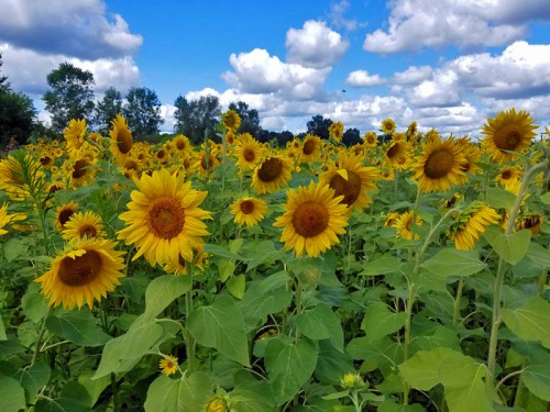 Pure Michigan sunflowers in Pinckney