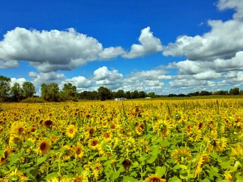 Michigan sunflowers at Shrill Family Farm